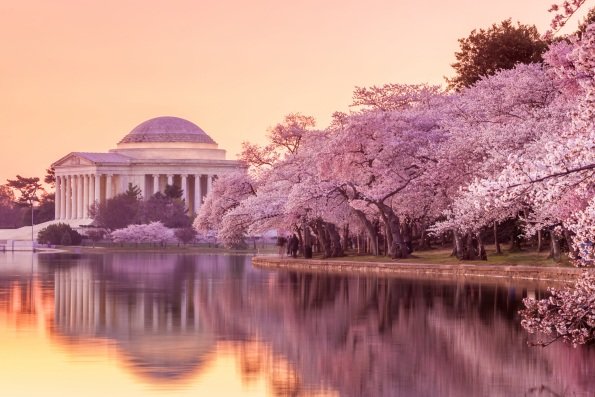 A scenic view of The Jefferson Memorial